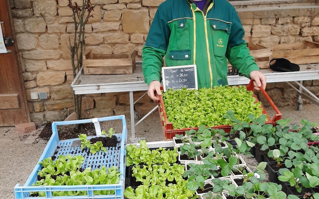 Les plants de salade sur notre étale à l’extérieur