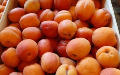 Les premiers abricots pour la confiture