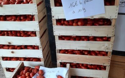 Tomates à coulis