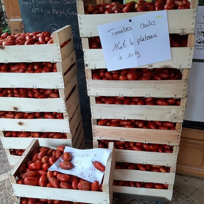 Tomates à coulis