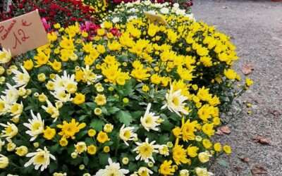 Vente de Chrysanthèmes