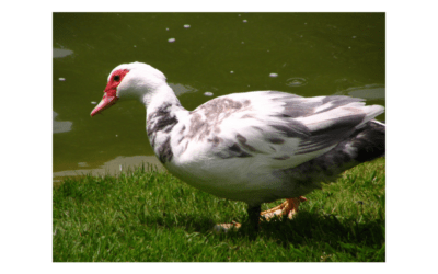 Retour des canards à la Ferme des Roumevies