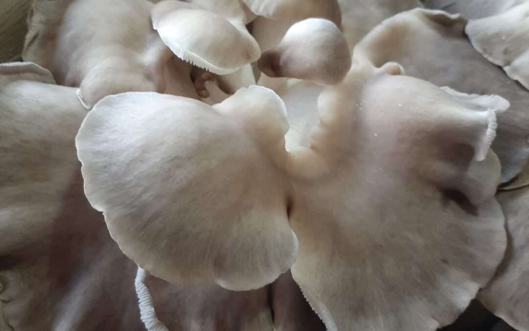 Pleurotes