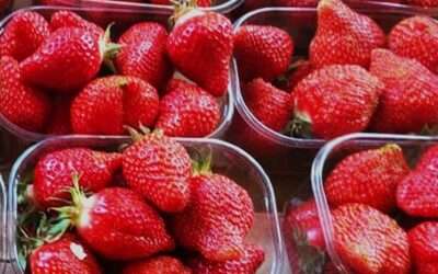 Les fraises Garriguettes sont là