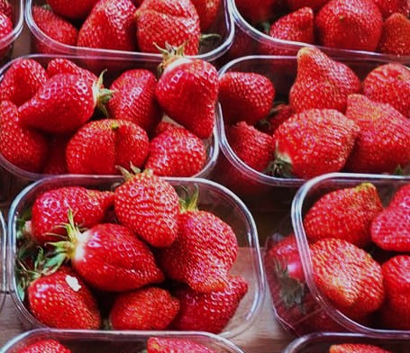 Les fraises Garriguettes sont là