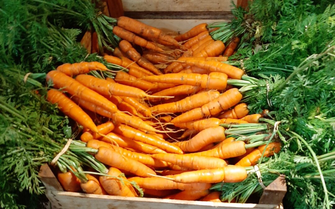Les premières carottes