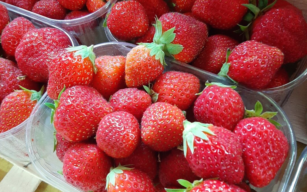 Les fraises “Mara des bois”