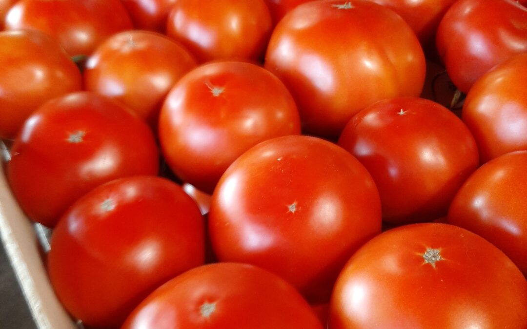 Les premières tomates