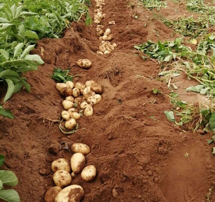 Les pommes de terre nouvelles