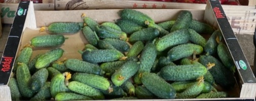 Cornichons pour conserves