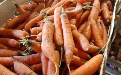 Les carottes bio