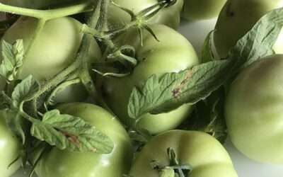 Confiture de Tomates vertes