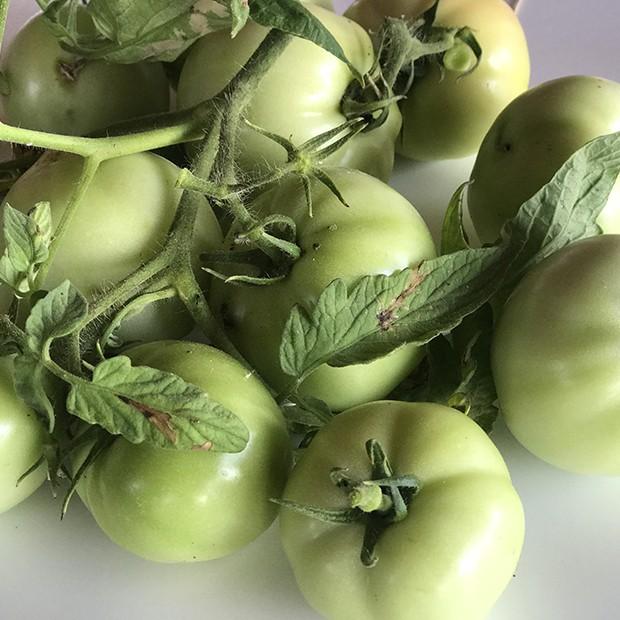 Confiture de Tomates vertes