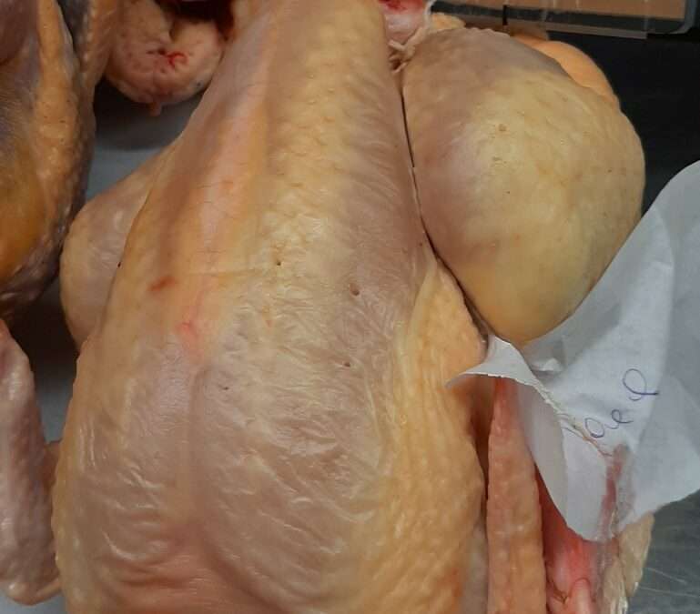 Poule à bouillir