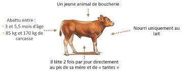 Veau de lait ce mercredi