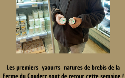 Les yaourts de brebis du Couderc