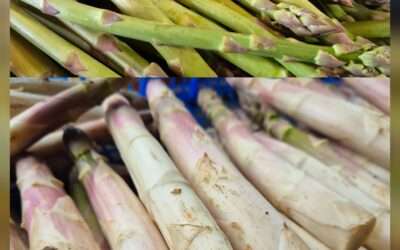 Asperges blanches et vertes