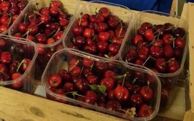 Cerises du Lot