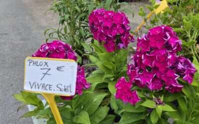 Les fleurs pour vos massifs