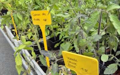 Plants de tomates …