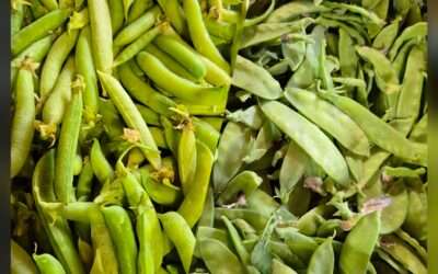 Petits pois et pois gourmands