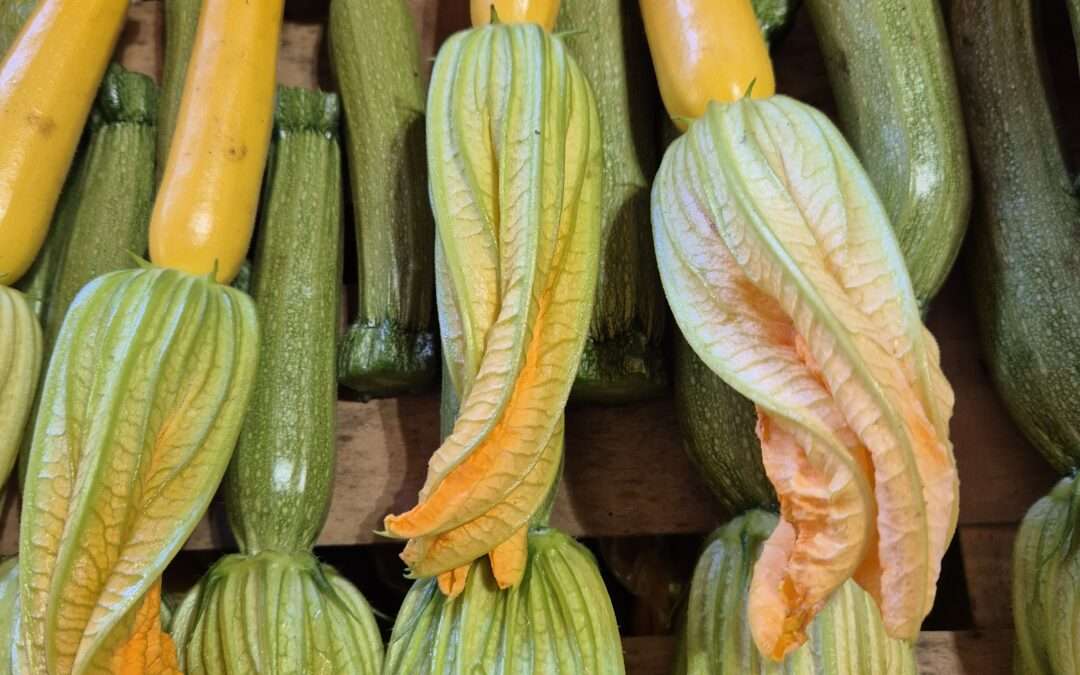 Fleurs de courgettes