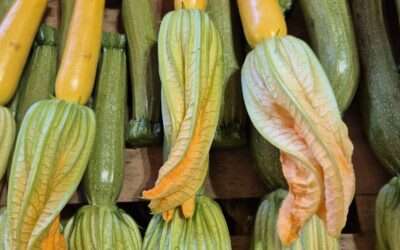 Fleurs de courgettes