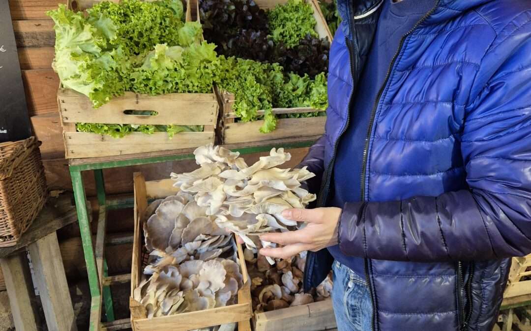 Pleurotes et shiitakes