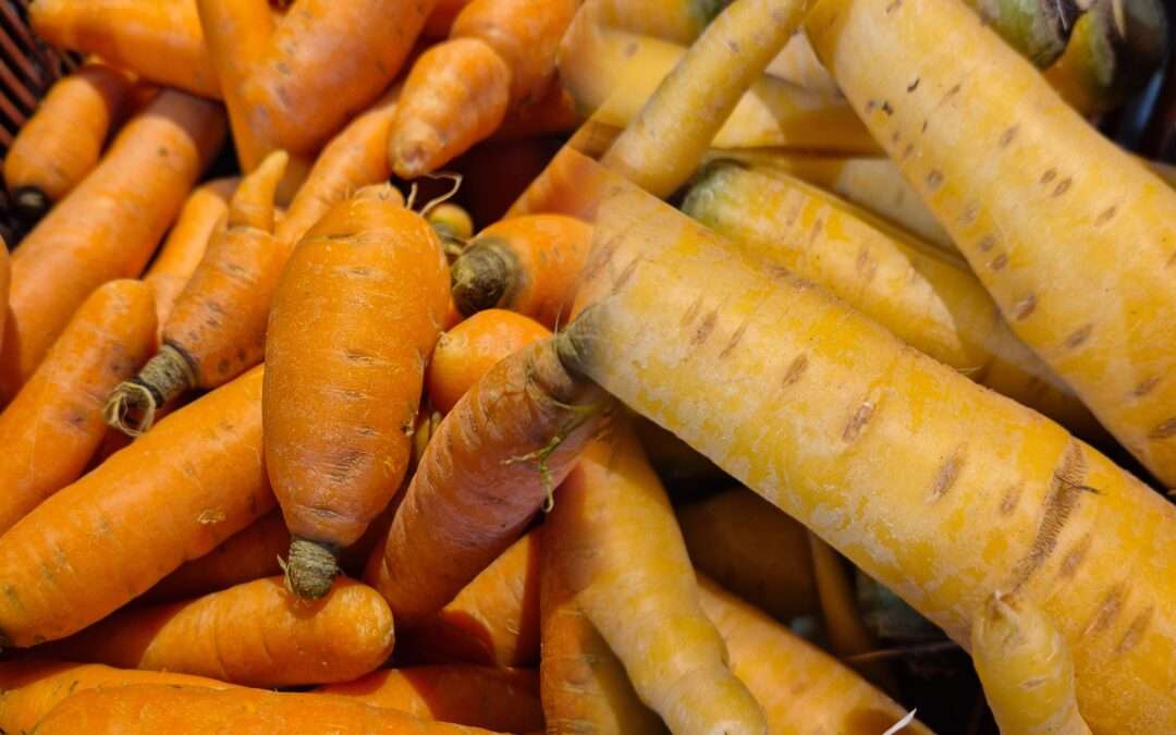 Carottes jaunes