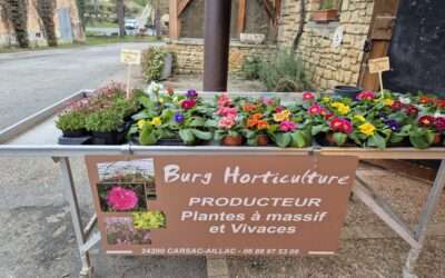 Les premières fleurs …