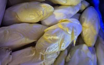 Endives