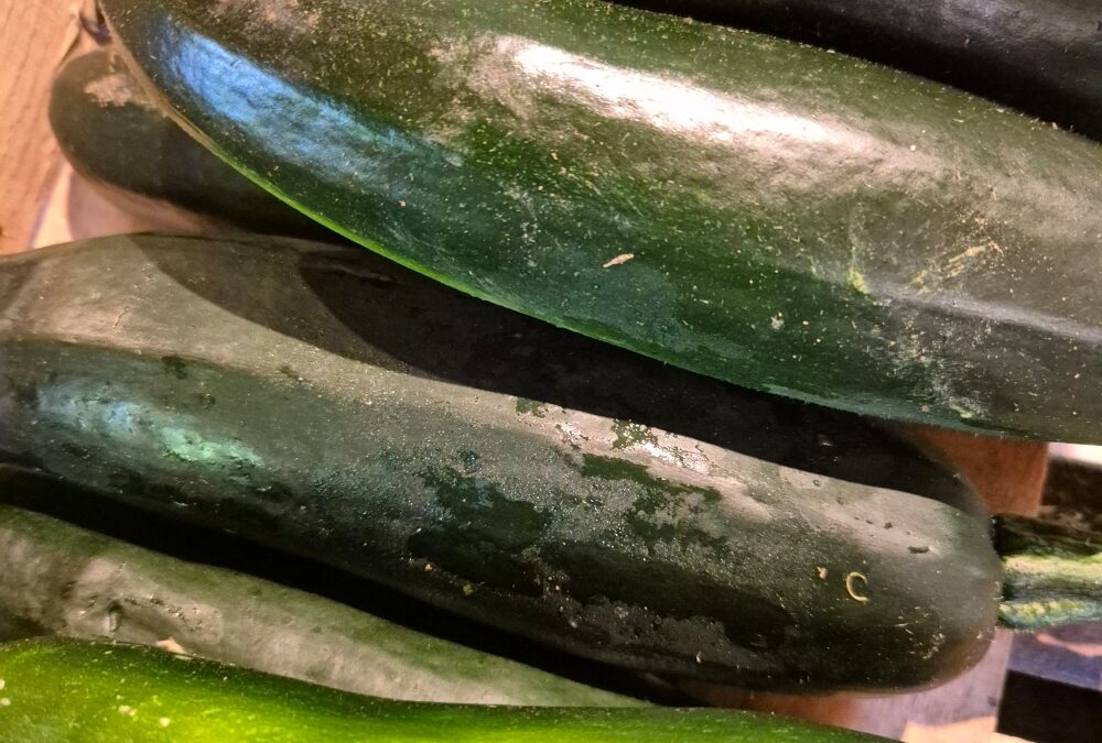 Les premières courgettes