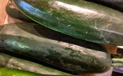 Les premières courgettes