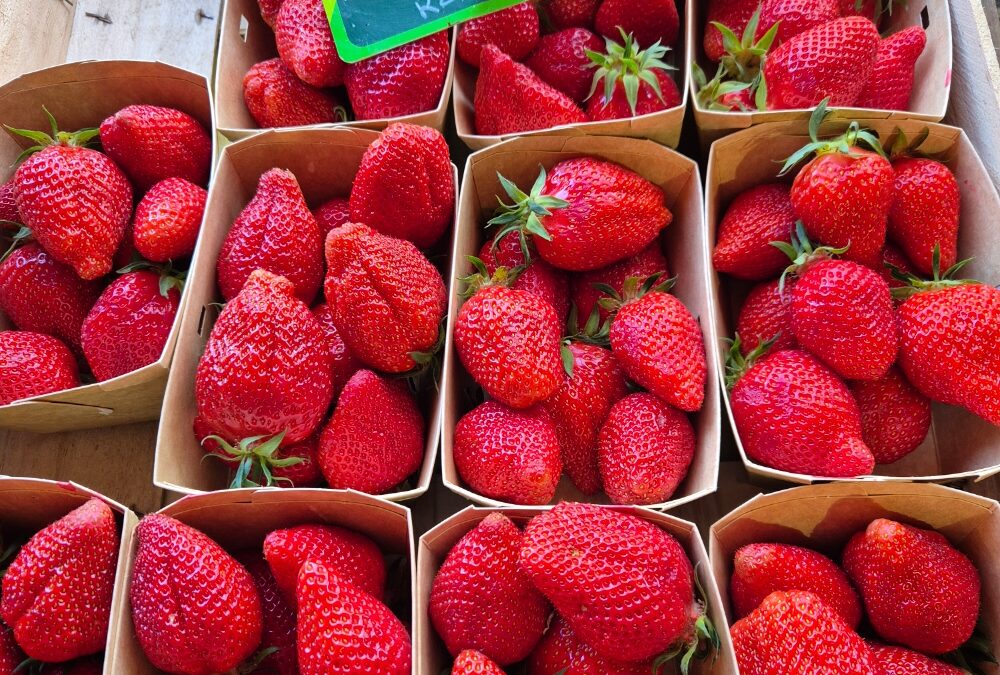 Fraises Garriguette bio