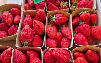 Fraises Garriguette bio