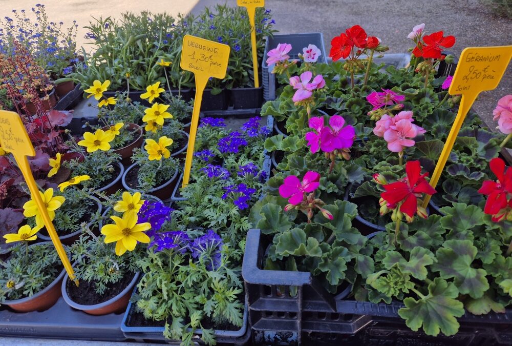 Les premières fleurs