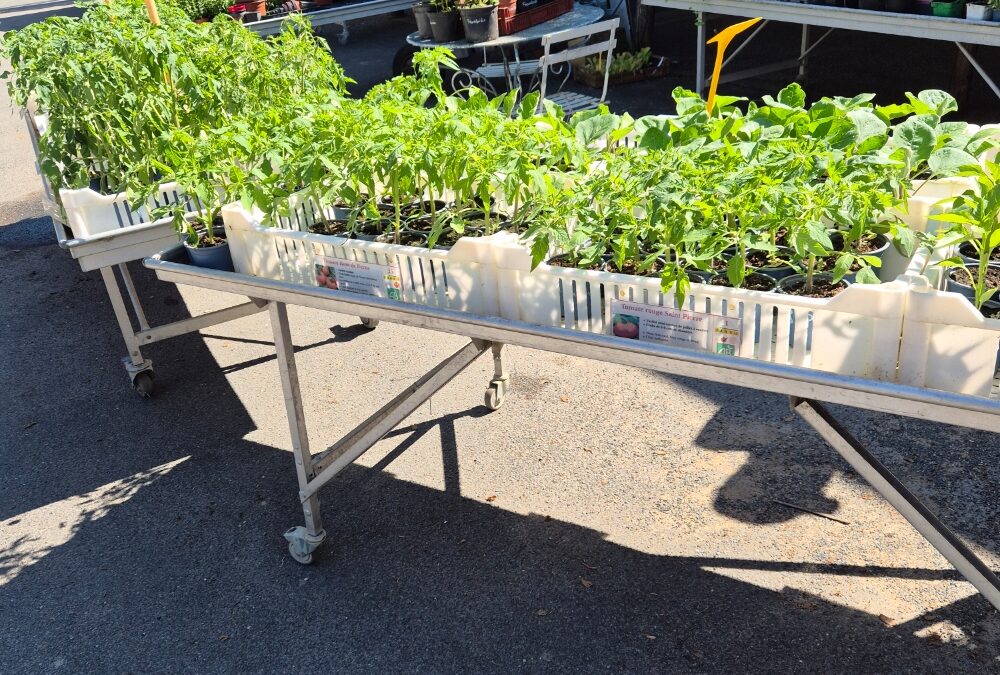 Les plants de légumes