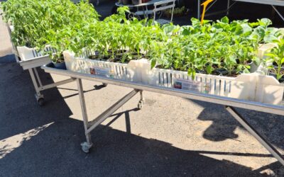 Les plants de légumes