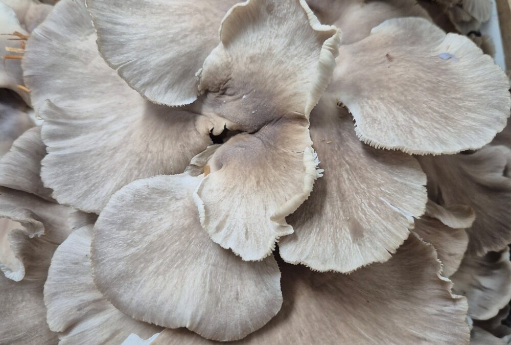 Pleurotes