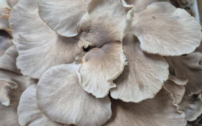 Pleurotes