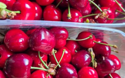 Les premières Cerises