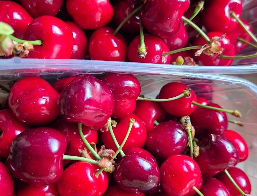 Les premières Cerises