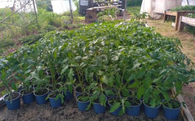 Plants de légumes