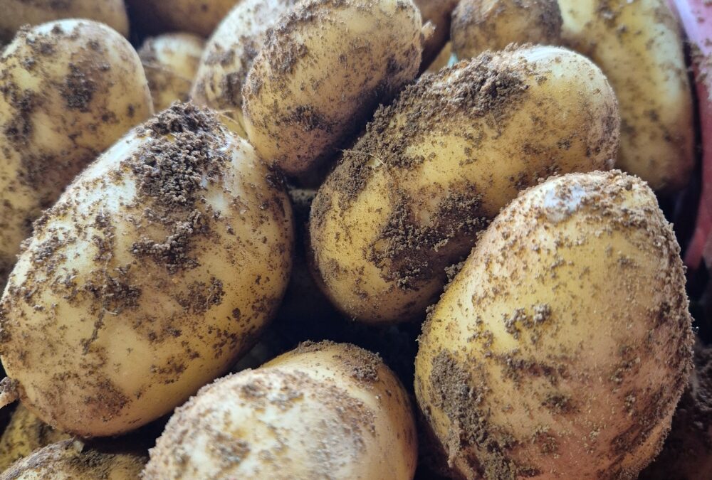 Pomme de terre