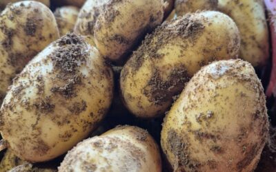 Pomme de terre