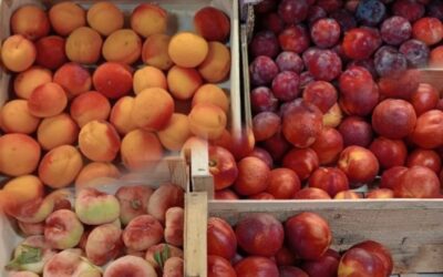 Fruits d’été