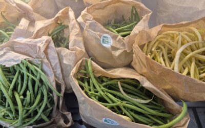 Les haricots