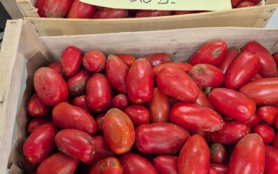 Tomates pour conserves