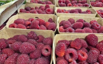 Framboises
