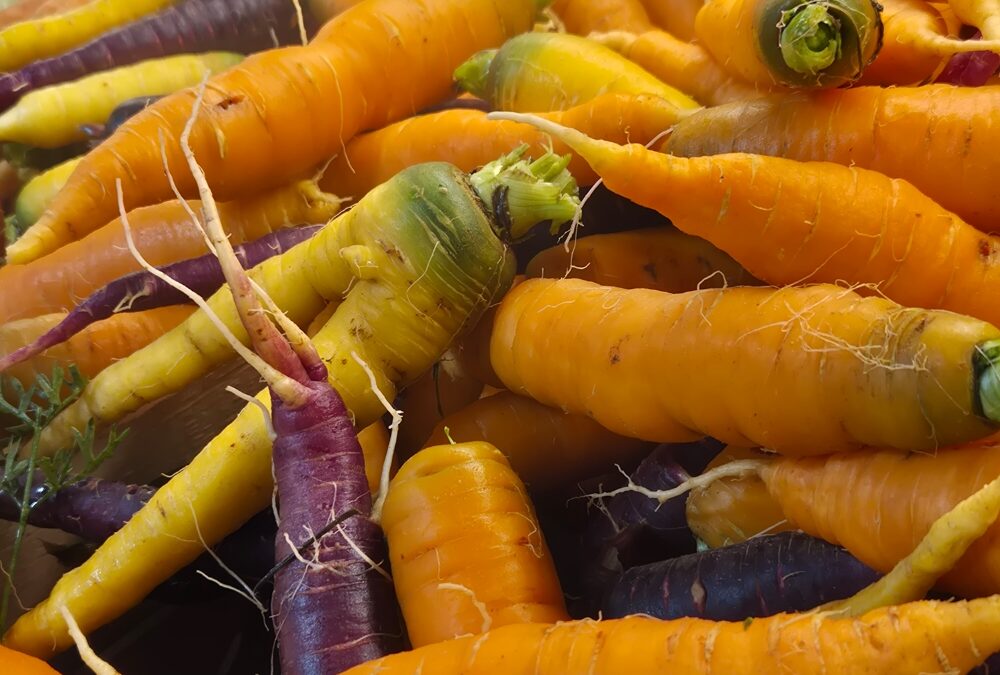 Les carottes